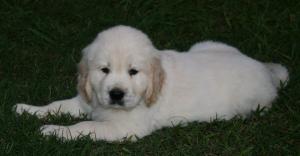 BeautifulEnglishCreamGoldenRetrieverPuppies